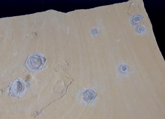 Terebratula sp. MUELLER 1776 - Bild &copy; FossNet FossilienStore